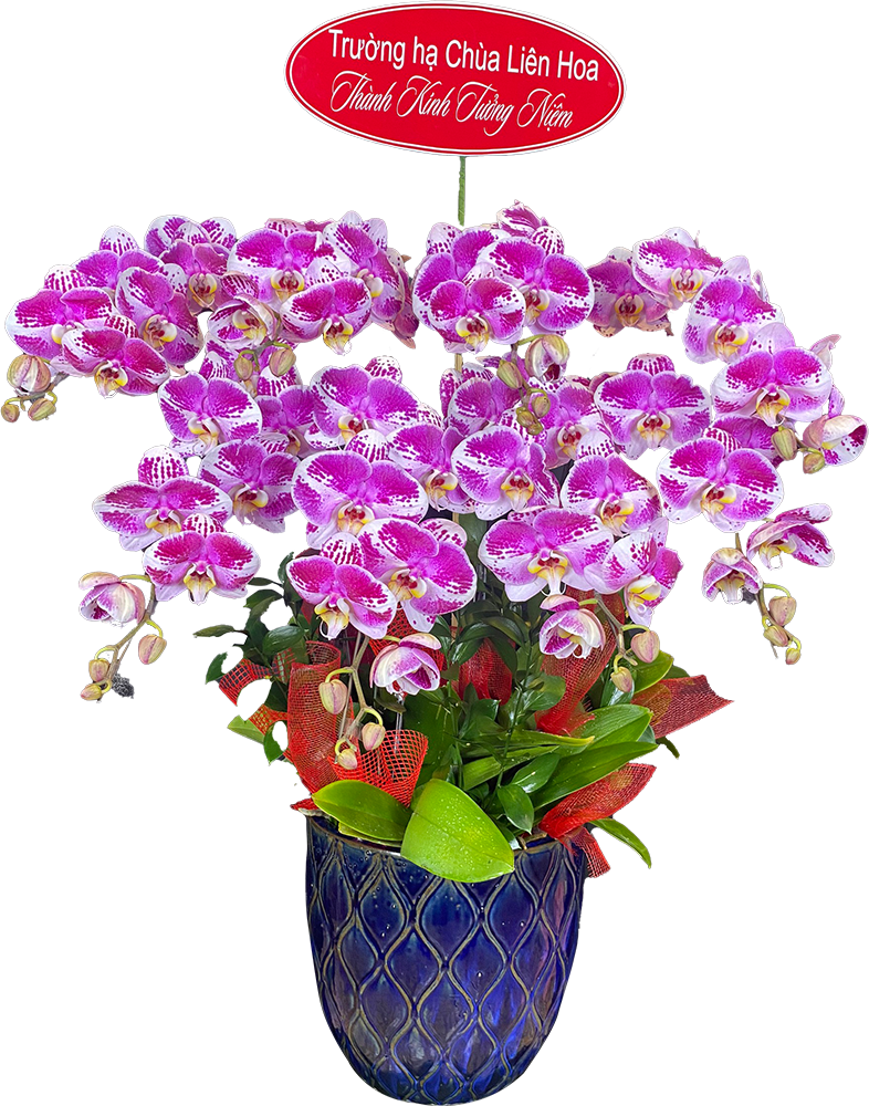 Hoa để bàn 00001