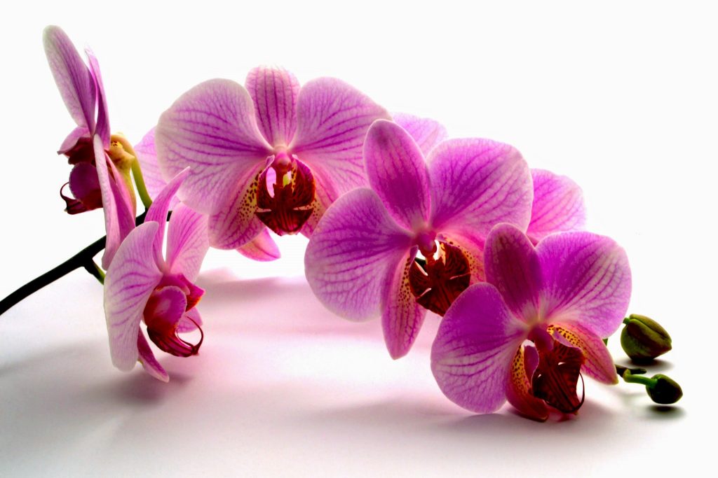 Lan Hồ Điệp Màu Tím